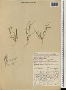 Poa supina Schrad., Mongolia (MONG) (Mongolia)