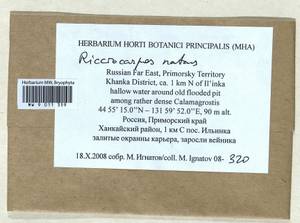 Ricciocarpos natans (L.) Corda, Bryophytes, Bryophytes - Russian Far East (excl. Chukotka & Kamchatka) (B20) (Russia)