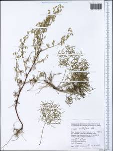 Artemisia anethifolia Weber ex Stechm., Siberia, Altai & Sayany Mountains (S2) (Russia)