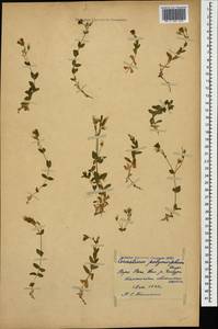 Cerastium polymorphum Rupr., Caucasus, Georgia (K4) (Georgia)
