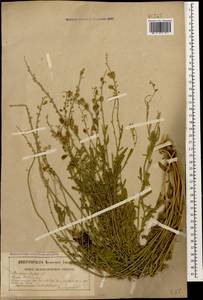 Reseda lutea L., Caucasus, Georgia (K4) (Georgia)