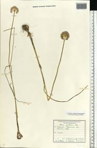 Allium guttatum Steven, Eastern Europe, South Ukrainian region (E12) (Ukraine)