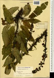 Verbascum salgirensis Soldano, Crimea (KRYM) (Russia)