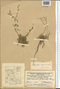 Chorispora songarica Schrenk, Middle Asia, Dzungarian Alatau & Tarbagatai (M5) (Kazakhstan)
