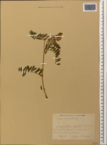 Vicia variegata subsp. variegata, Caucasus, Krasnodar Krai & Adygea (K1a) (Russia)
