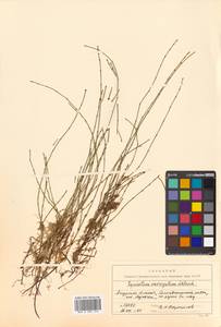 Equisetum variegatum Schleich. ex F. Weber & D. Mohr, Siberia, Russian Far East (S6) (Russia)