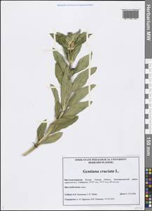 Gentiana cruciata L., Siberia, Western Siberia (S1) (Russia)