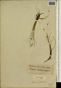 Ficinia indica (Lam.) H.Pfeiff., Africa (AFR) (South Africa)