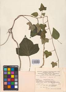 Hedera helix L., Eastern Europe, West Ukrainian region (E13) (Ukraine)