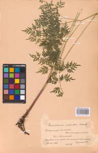Thysselinum palustre (L.) Hoffm., Eastern Europe, Belarus (E3a) (Belarus)