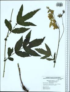 Filipendula ulmaria (L.) Maxim., Eastern Europe, Central region (E4) (Russia)