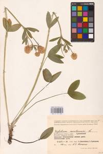 Trifolium montanum L., Eastern Europe, Lower Volga region (E9) (Russia)