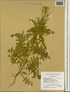 Sisymbrium irio L., South Asia, South Asia (Asia outside ex-Soviet states and Mongolia) (ASIA) (Cyprus)