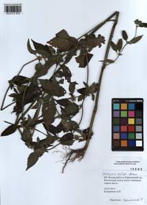 Galeopsis bifida Boenn., Siberia, Altai & Sayany Mountains (S2) (Russia)