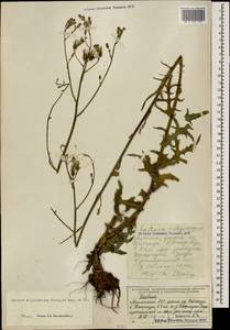 Lactuca quercina subsp. wilhelmsiana (Fisch. & C. A. Mey. ex DC.) Feráková, Caucasus, Armenia (K5) (Armenia)