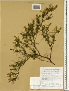 Sarcopoterium spinosum (L.) Spach, South Asia, South Asia (Asia outside ex-Soviet states and Mongolia) (ASIA) (Cyprus)