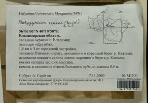 Platygyrium repens (Brid.) Schimp., Bryophytes, Bryophytes - Middle Russia (B6) (Russia)