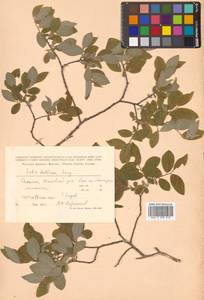 Salix bebbiana Sarg., Siberia, Russian Far East (S6) (Russia)