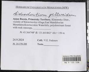 Dichodontium pellucidum (Hedw.) Schimp., Bryophytes, Bryophytes - Russian Far East (excl. Chukotka & Kamchatka) (B20) (Russia)