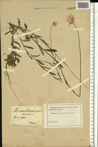 Xeranthemum annuum L., Eastern Europe, South Ukrainian region (E12) (Ukraine)