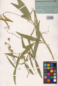 Lathyrus sylvestris L., Eastern Europe, Belarus (E3a) (Belarus)