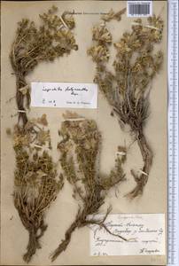 Lagochilus platyacanthus Rupr., Middle Asia, Northern & Central Tian Shan (M4) (Kyrgyzstan)