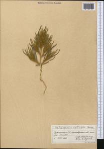 Halimocnemis mollissima Bunge, Middle Asia, Karakum (M6) (Turkmenistan)