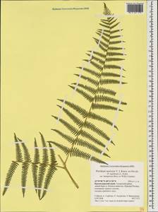 Pteridium aquilinum subsp. aquilinum, Caucasus, Krasnodar Krai & Adygea (K1a) (Russia)