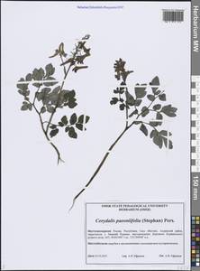 Corydalis paeoniifolia (Steph.) Pers., Siberia, Yakutia (S5) (Russia)