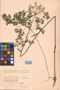 Oreoselinum nigrum Delarbre, Eastern Europe, Belarus (E3a) (Belarus)