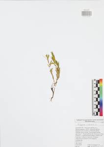 Polygala sibirica, Eastern Europe, Central region (E4) (Russia)