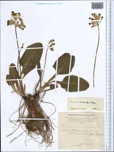 Primula veris subsp. macrocalyx (Bunge) Lüdi, Caucasus, Armenia (K5) (Armenia)