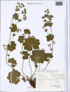 Alchemilla cymatophylla Juz., Eastern Europe, Central forest region (E5) (Russia)