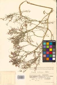 Crambe tataria Sebeók, Eastern Europe, Lower Volga region (E9) (Russia)