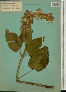 Salvia sclarea L., Caucasus, Armenia (K5) (Armenia)