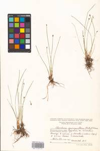 Eleocharis quinqueflora (Hartmann) O.Schwarz, Eastern Europe, Moscow region (E4a) (Russia)