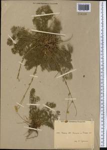 Tripleurospermum disciforme (C. A. Mey.) Sch. Bip., Middle Asia, Pamir & Pamiro-Alai (M2)