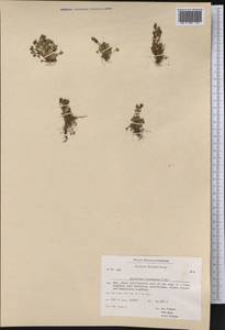 Saxifraga hyperborea R. Br., America (AMER) (Greenland)