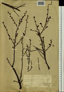 Betula glandulosa Michx., Siberia, Chukotka & Kamchatka (S7) (Russia)