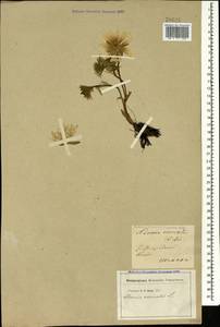 Adonis vernalis L., Caucasus, Azerbaijan (K6) (Azerbaijan)