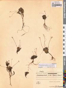 Draba magadanensis Berkut. & A.P.Khokhr., Siberia, Chukotka & Kamchatka (S7) (Russia)