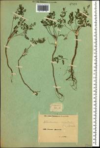 Astrodaucus orientalis (L.) Drude, Caucasus, Armenia (K5) (Armenia)