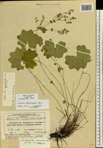 Alchemilla litwinowii Juz., Eastern Europe, Moscow region (E4a) (Russia)