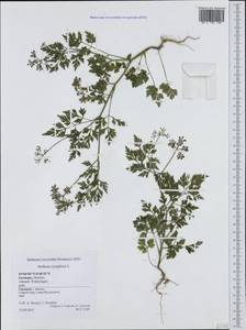 Aethusa cynapium L., Western Europe (EUR) (Germany)