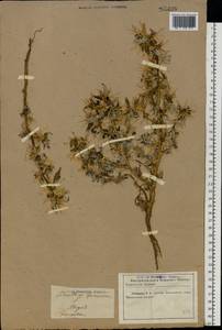 Xanthium spinosum L., Eastern Europe, North Ukrainian region (E11) (Ukraine)