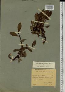 Salix recurvigemmata A. K. Skvortsov, Siberia, Yakutia (S5) (Russia)