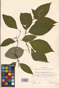 Cornus alba L., Eastern Europe, Moscow region (E4a) (Russia)