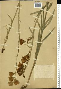 Campanula persicifolia L., Eastern Europe, Central forest-and-steppe region (E6) (Russia)