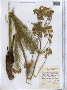 Prangos pabularia Lindl., Middle Asia, Western Tian Shan & Karatau (M3) (Tajikistan)