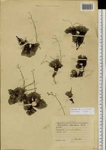 Eritrichium baicalense Popov ex Ovczinnikova, Siberia, Yakutia (S5) (Russia)